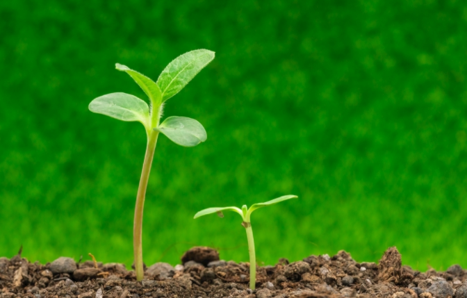 种子萌发的妖精视频免费高清观看温度一般是多少